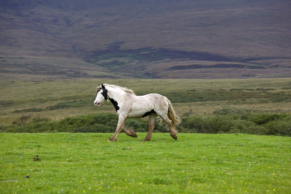 Horse Running In Field