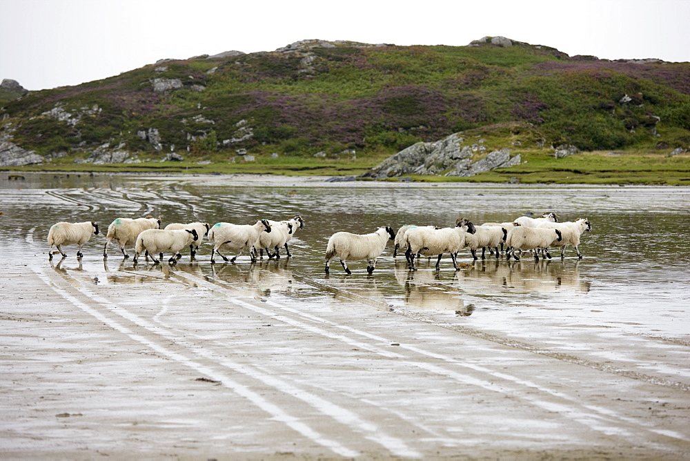 Sheep In The Water, Colonsay, Scotland