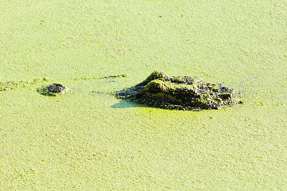 Alligator, Wacodahatchee Wetlands, Florida, Usa