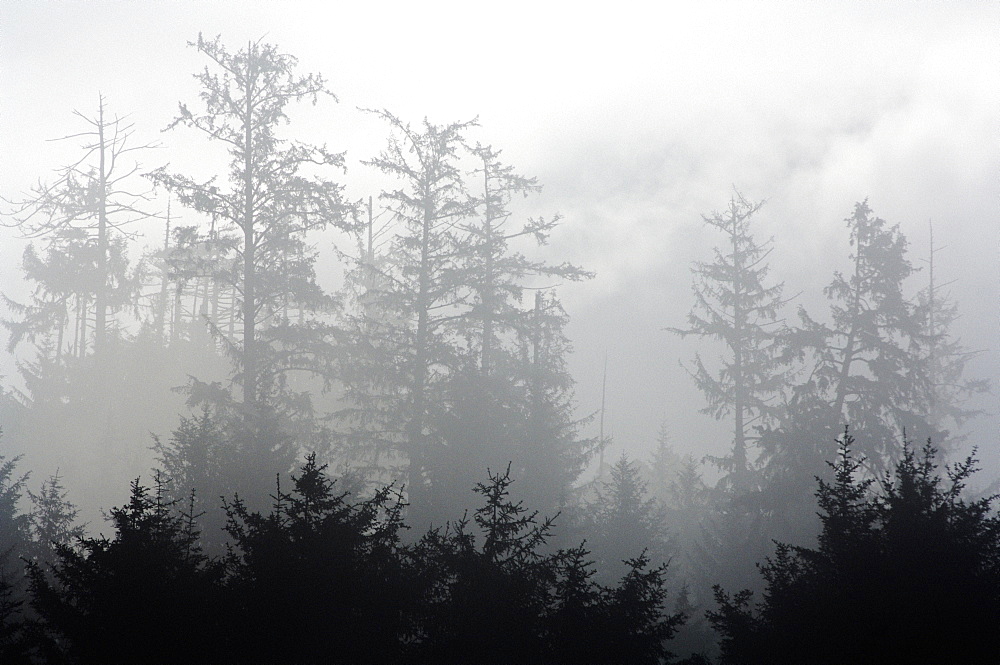 Foggy Forest, Crescent City, California, Usa