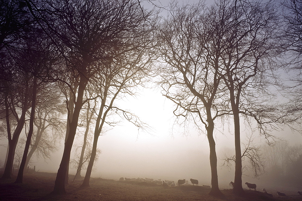 Morning Mist, Co Wicklow, Ireland