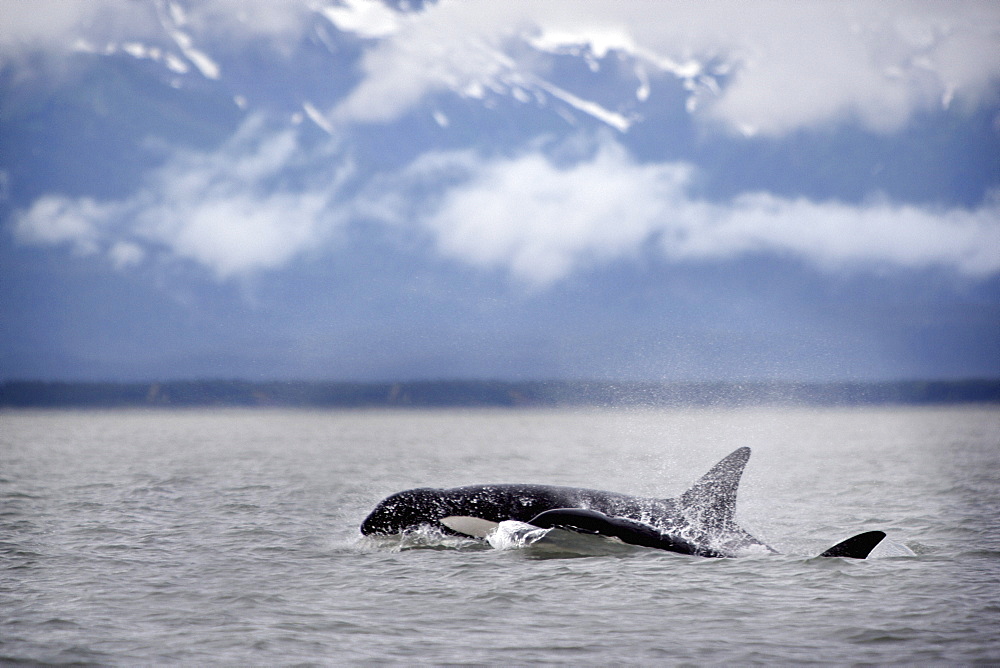 Killer Whales, Alaska