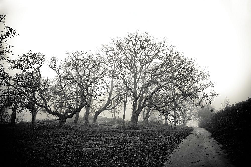 Bare Trees Along A Path