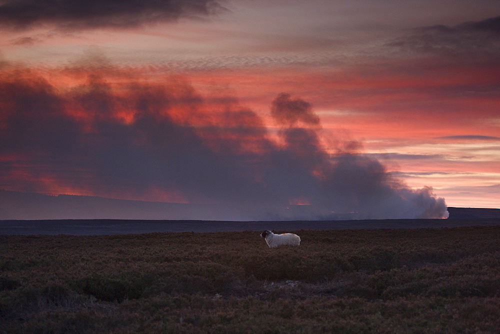 Controlled Burning Of Heather, Yorkshire, England