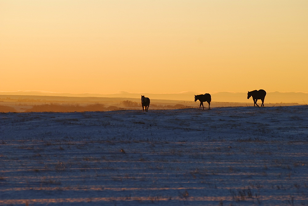 Alberta, Canada, Horses At Sunset