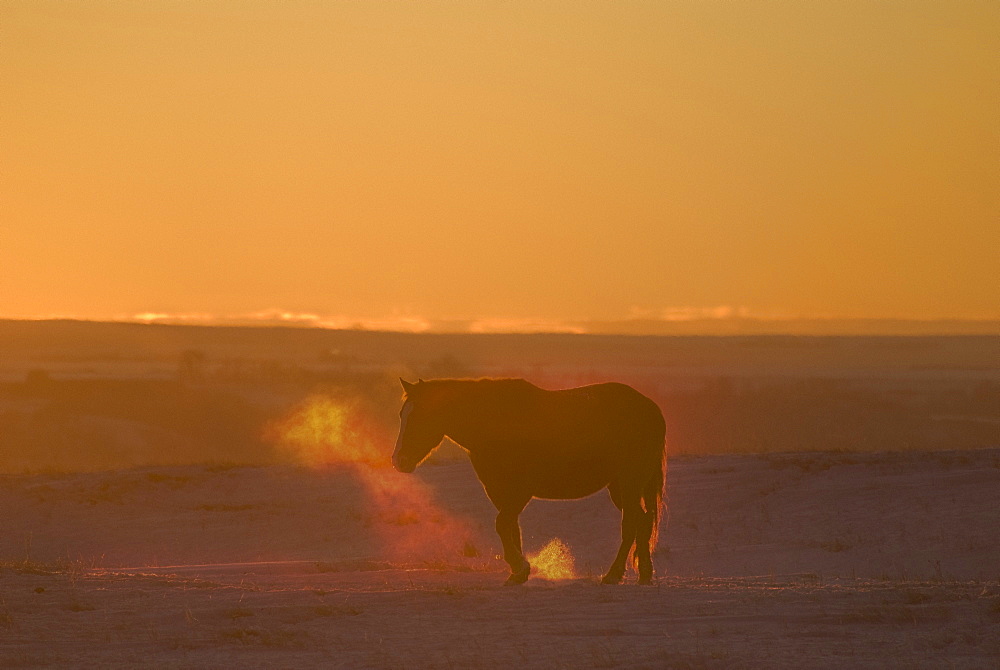 Alberta, Canada, Horse At Sunset