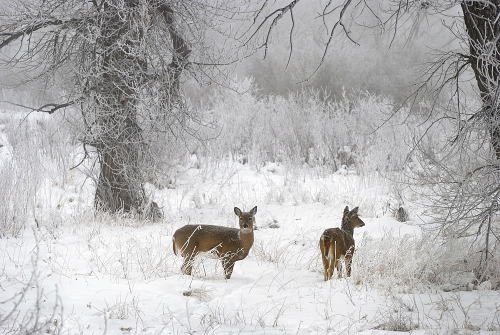 White-Tailed Deer (Odocoileus Virginianus) In The Snow