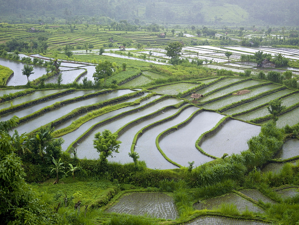 Rice Fields, Bali, Indonesia