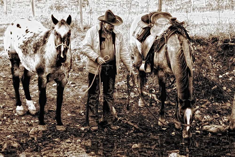 Cowboy Watering His Horses