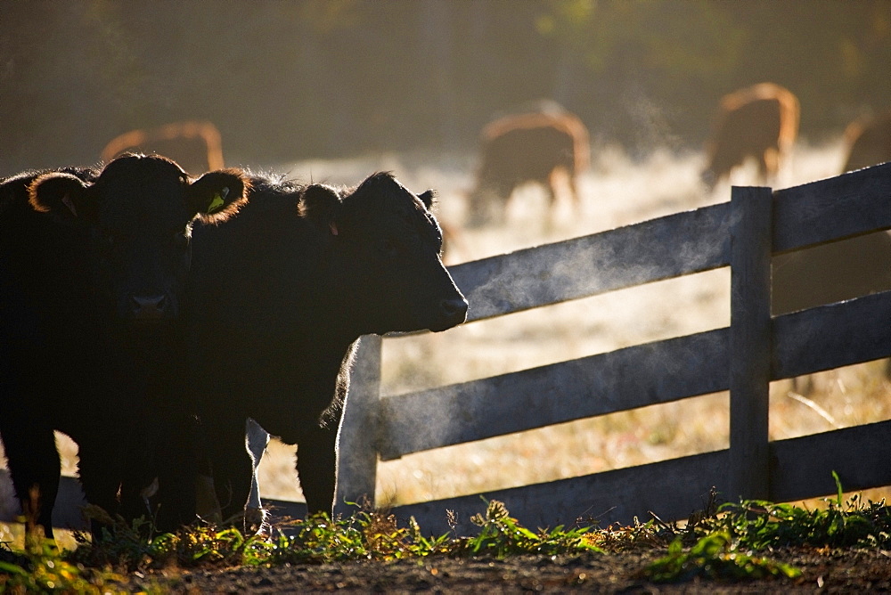 Cattle Next To A Fence, Alberta, Canada