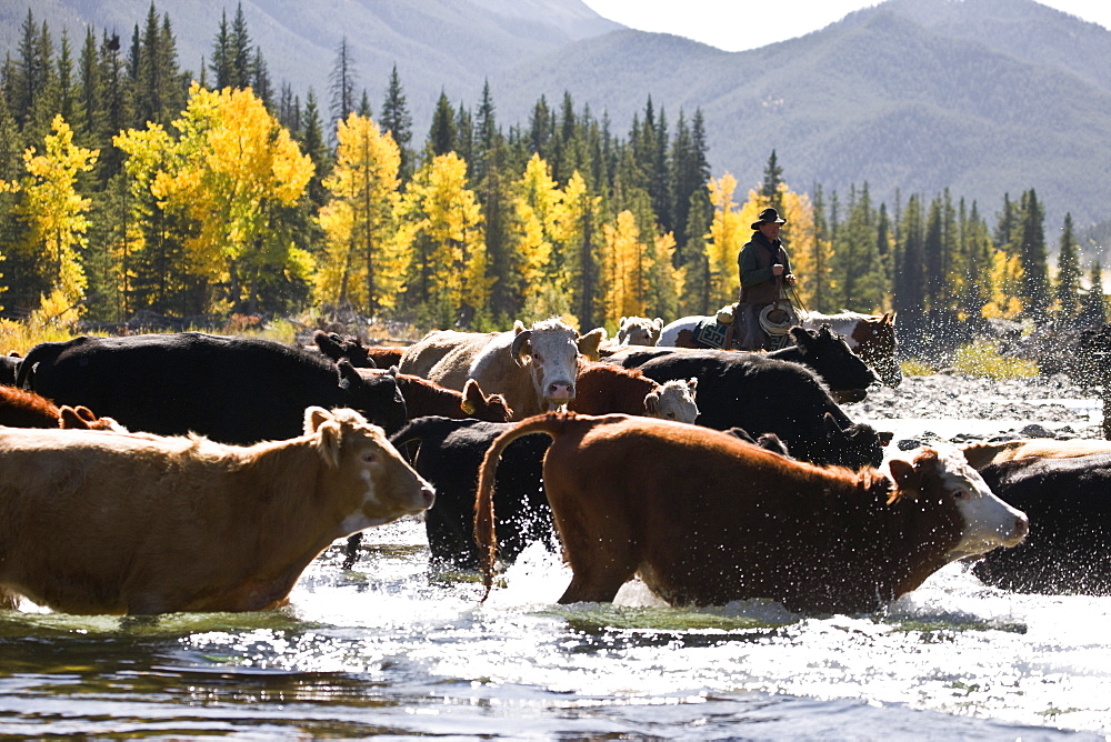 Cowboy Herding Cattle Across River, Alberta, Canada