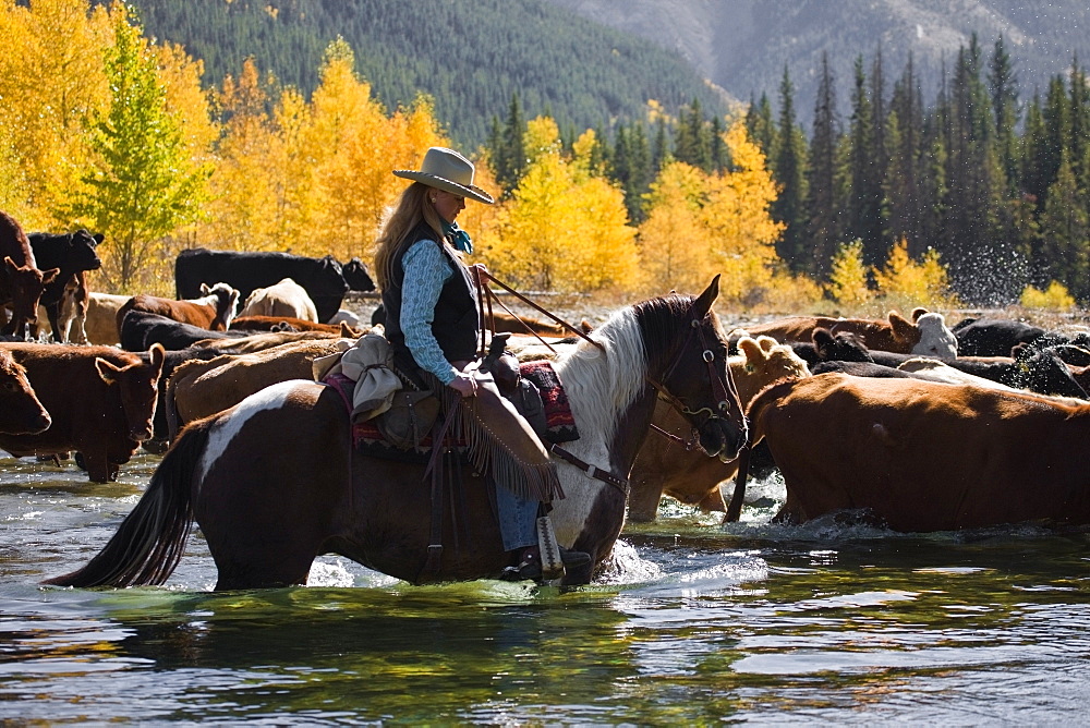 Cowgirl Herding Cattle Across River