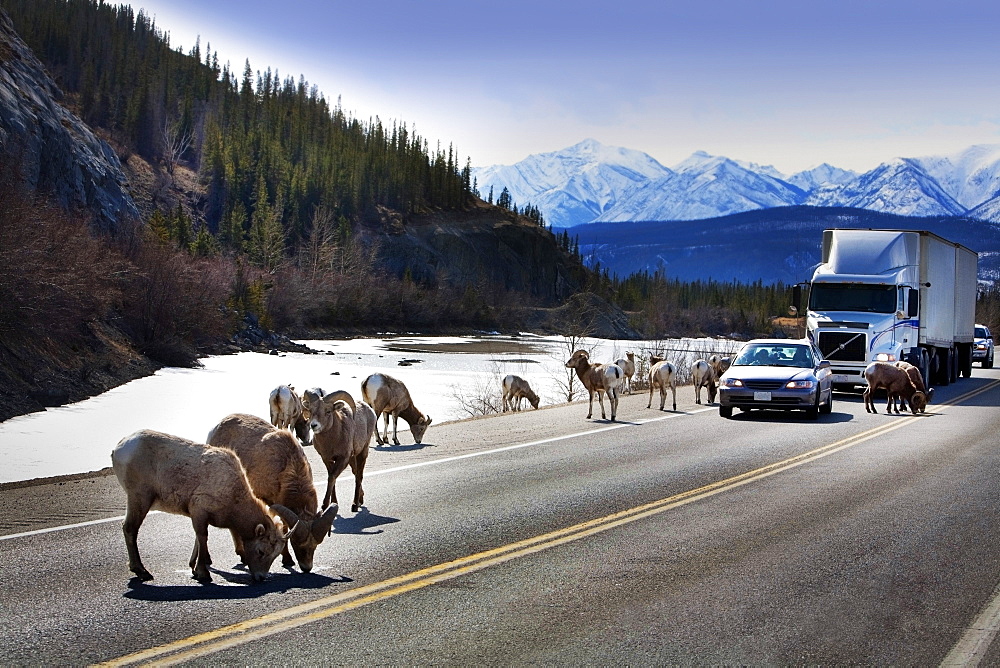 Wildlife On Highway