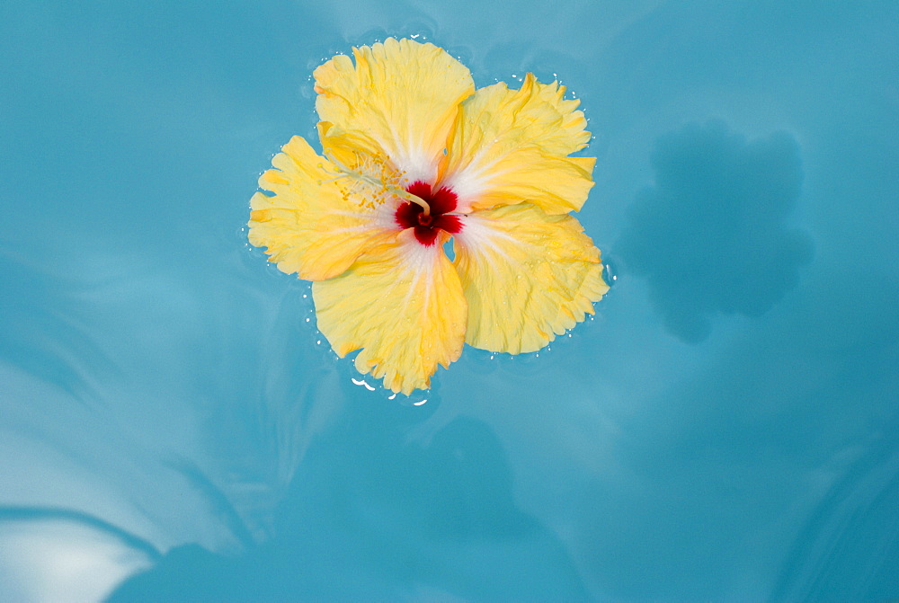 Island Of Samui, Thailand, Yellow Flower Floating On Blue Water