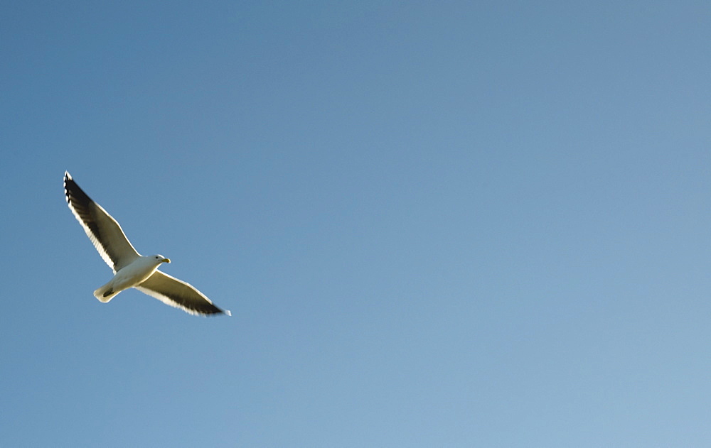 Seagull, Flying Seagull In The Air