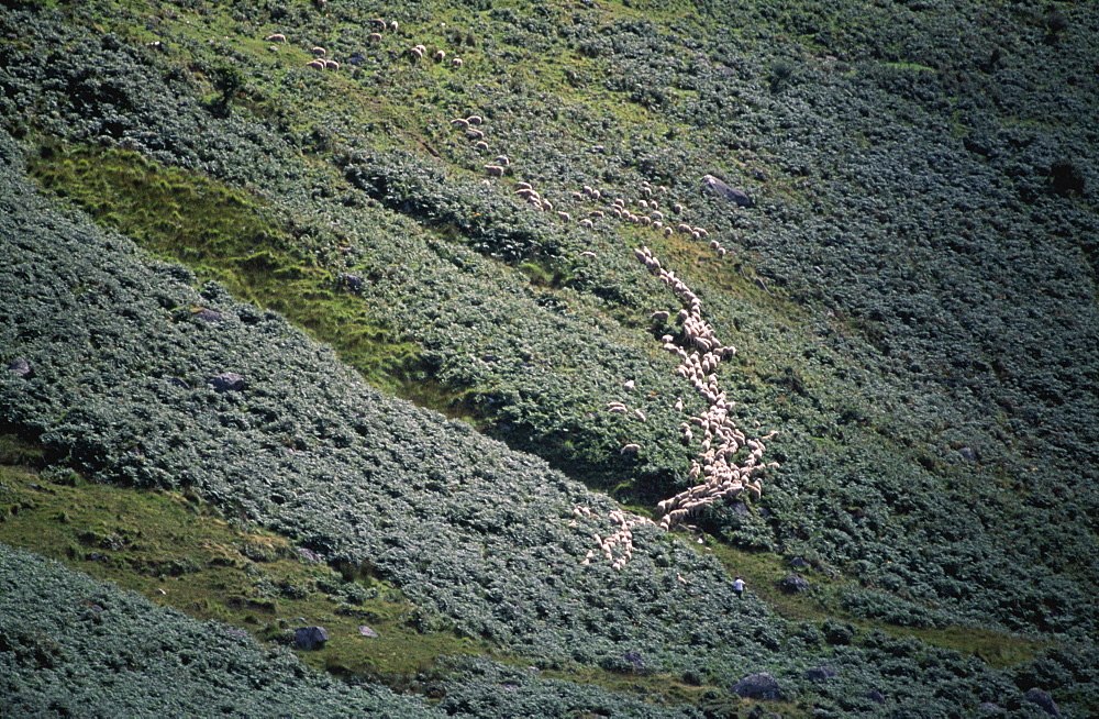 Sheep, Co Wicklow, Ireland