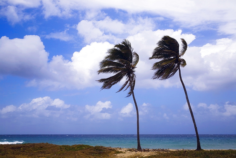 Palm Trees, Varadero, Cuba