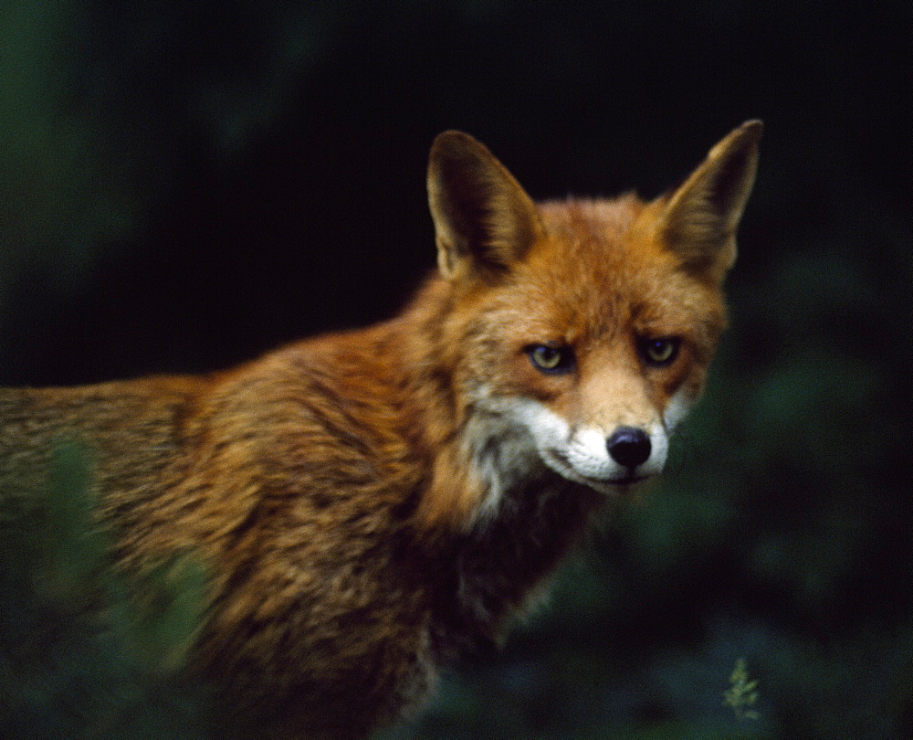 Red Fox, Ireland
