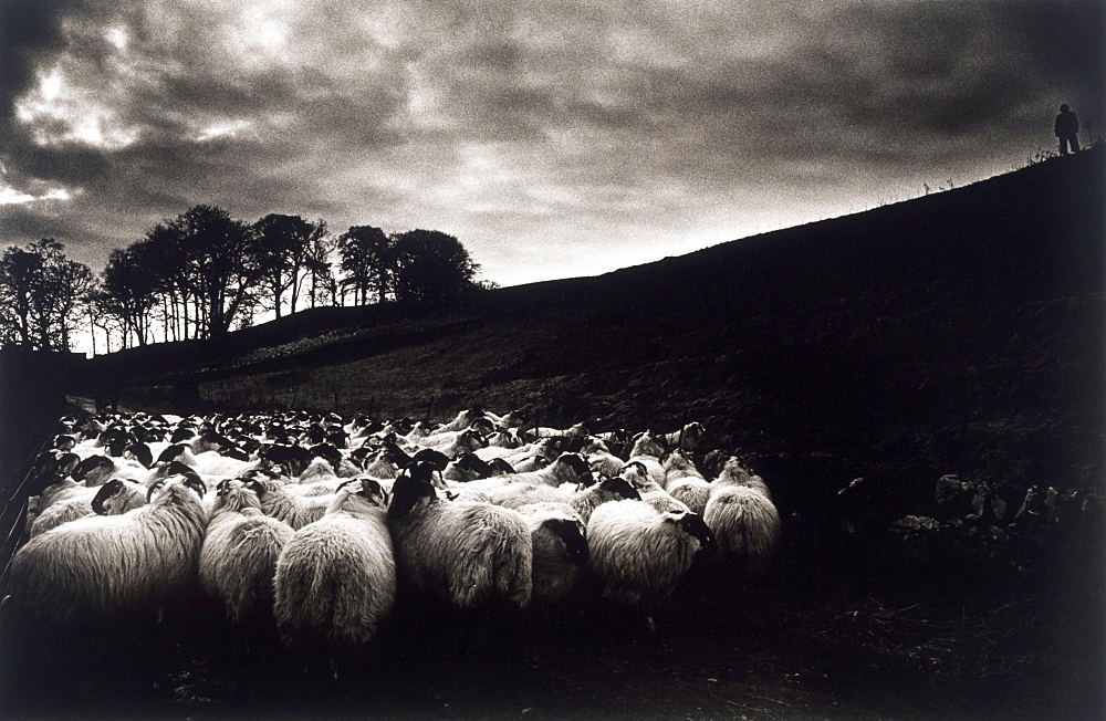 Sheep, Ireland