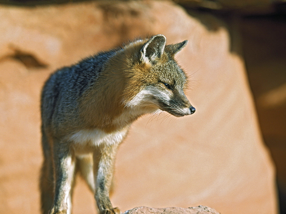 Gray Fox (Urocyon Cinereoargenteus), Utah, Usa