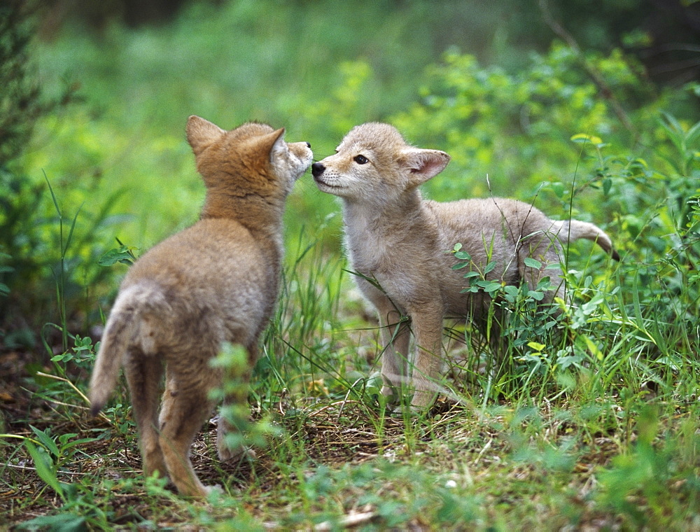 Coyote Puppies (Canis Latrans) Greeting, Montana, Usa