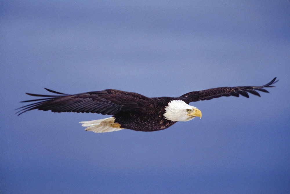 Bald Eagle (Haliaeetus Leucocephalus) In Flight