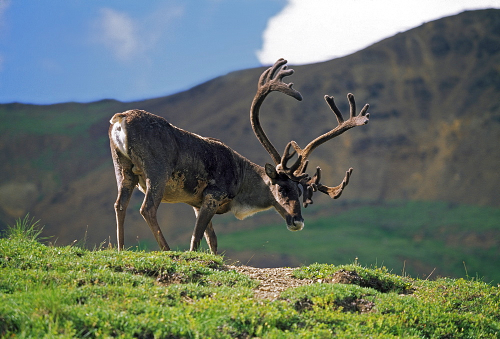 Caribou Bull (Rangifer Tarandus), Denali National Park And Preserve, Alaska, Usa