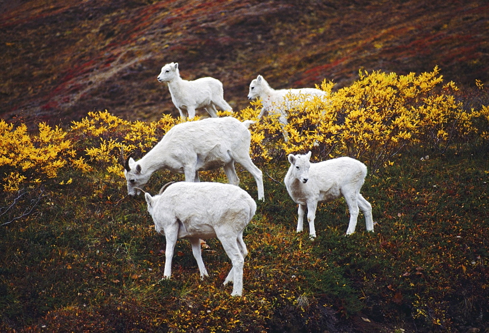 Dall Sheep (Orvis Dalli), Ewes With Lambs On Autumn Tundra, Denali National Park And Preserve, Alaska, Usa