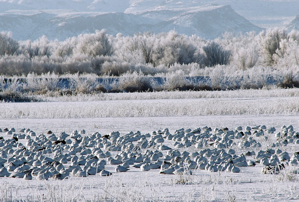 Snow Geese (Chen Caerulescens), Bosque Del Apache National Wildlife Refuge, New Mexico, Usa