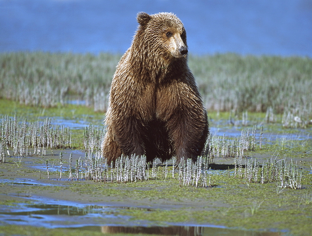 Alaskan Brown Bear (Ursus Arctos) Searching Tide Plain