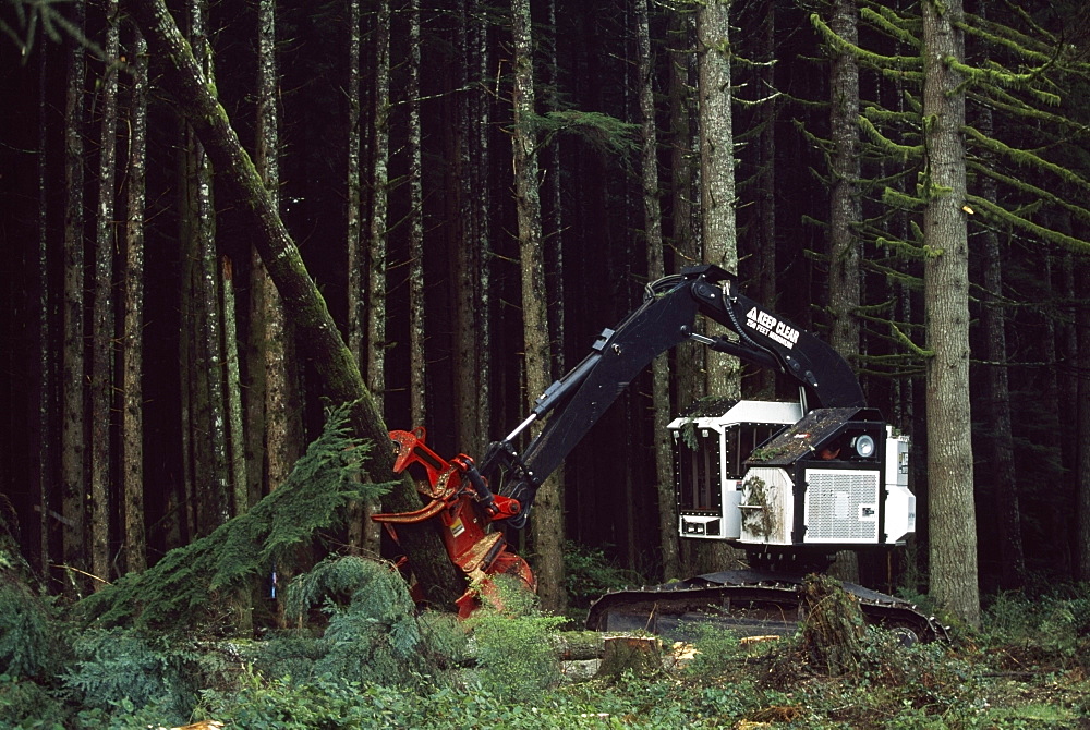 Feller-Buncher With A Tree It Has Just Cut In A Tree Plantation, Washington State Forest, Olympic Peninsula, Wa