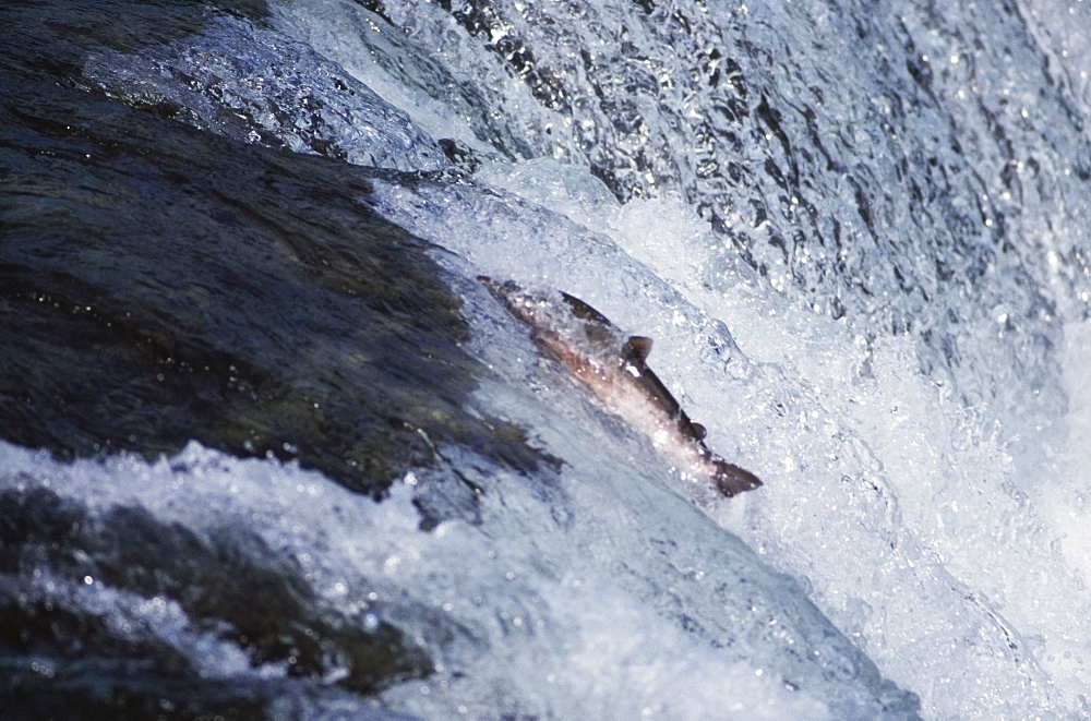 Salmon Ascending Waterfall, Katami National Park, Alaska