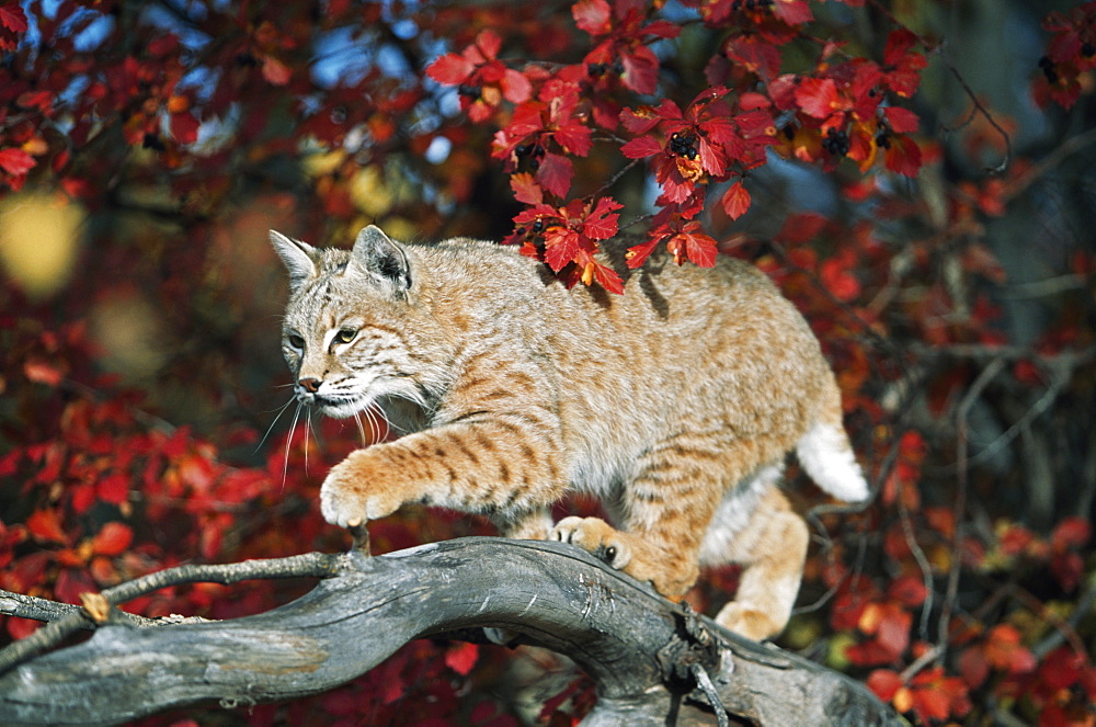 Bobcat Walks On Branch Through Hawthorn In Autumn, Idaho, Usa