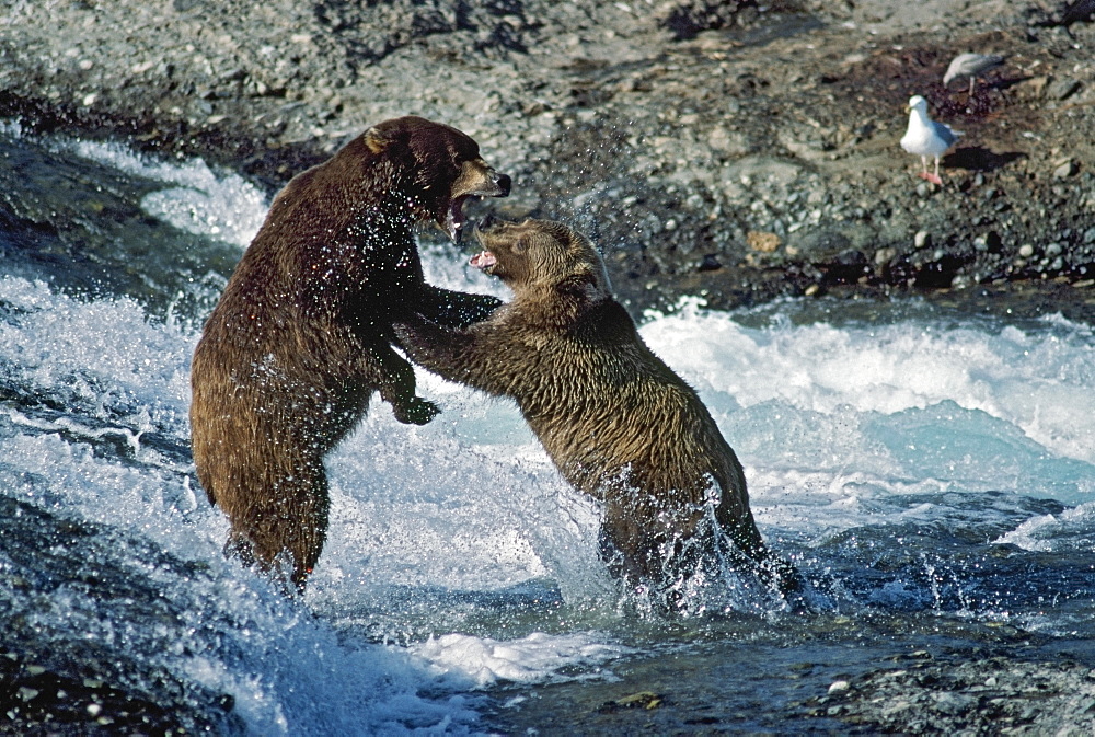 Grizzly Bears Fight Over Fishing Spot In Rapids