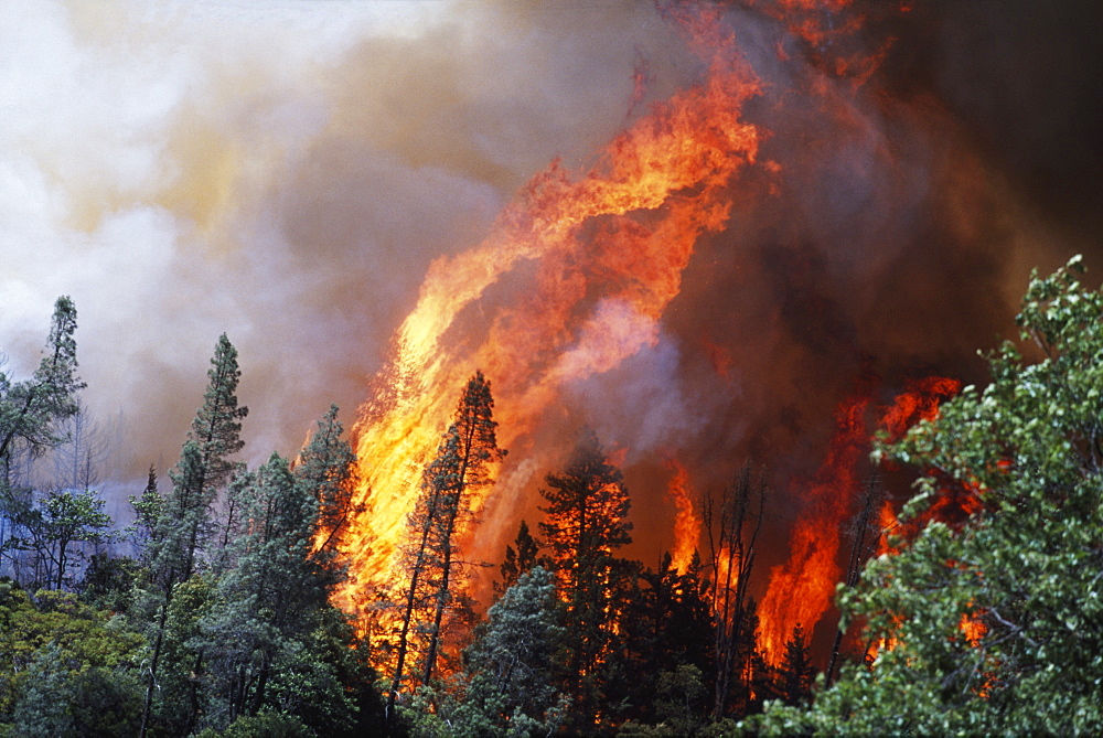 Huge Flames From Wildfire, Shasta-Trinity National Forest, California, Usa