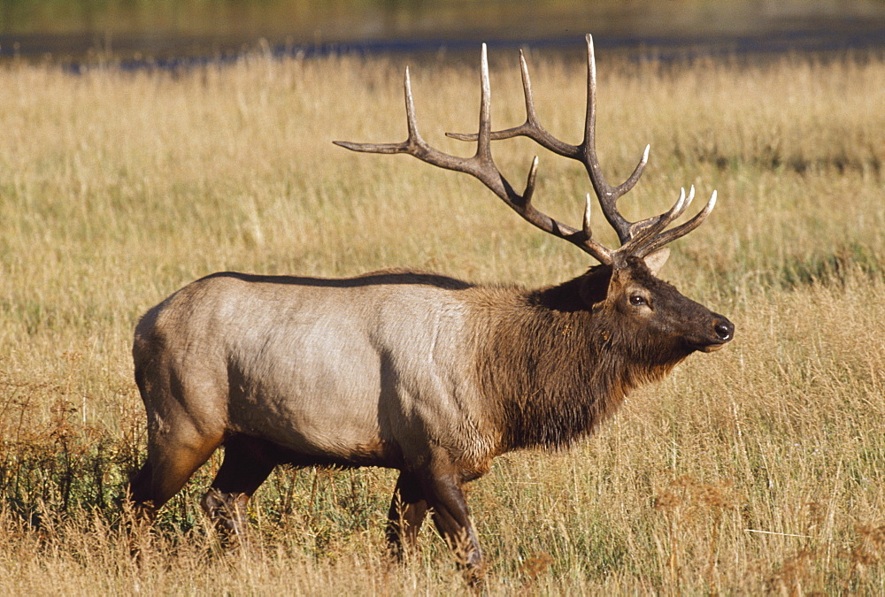 Bull Elk In Grassy Meadow In Autumn