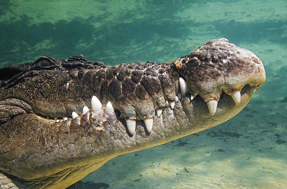 Close-Up Of Saltwater Crocodile Underwater