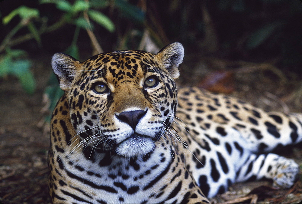 Jaguar (Panthera Onca), Belize