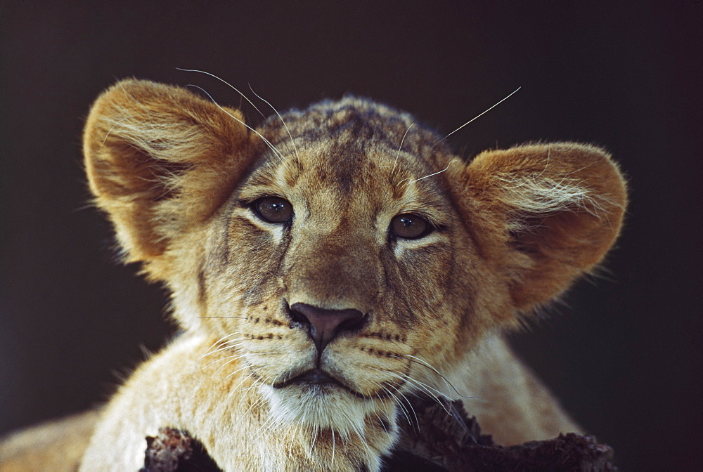 Lion Cub Laying On Branch, Africa