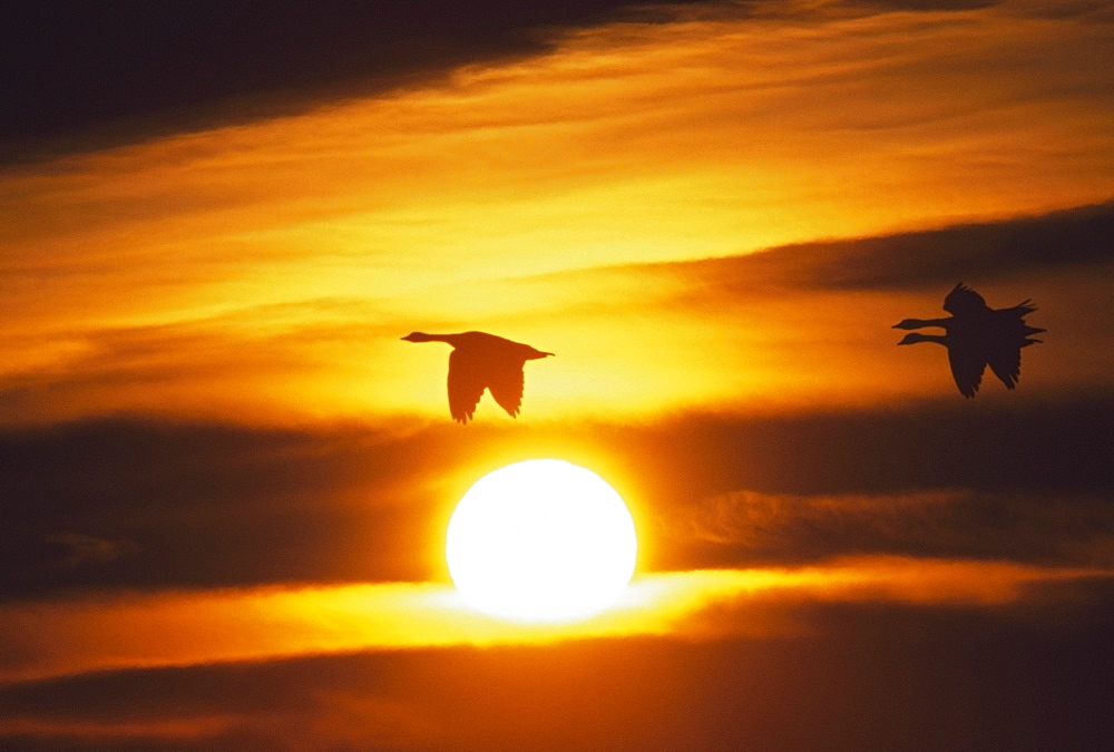 Snow Geese Flying By Sunrise