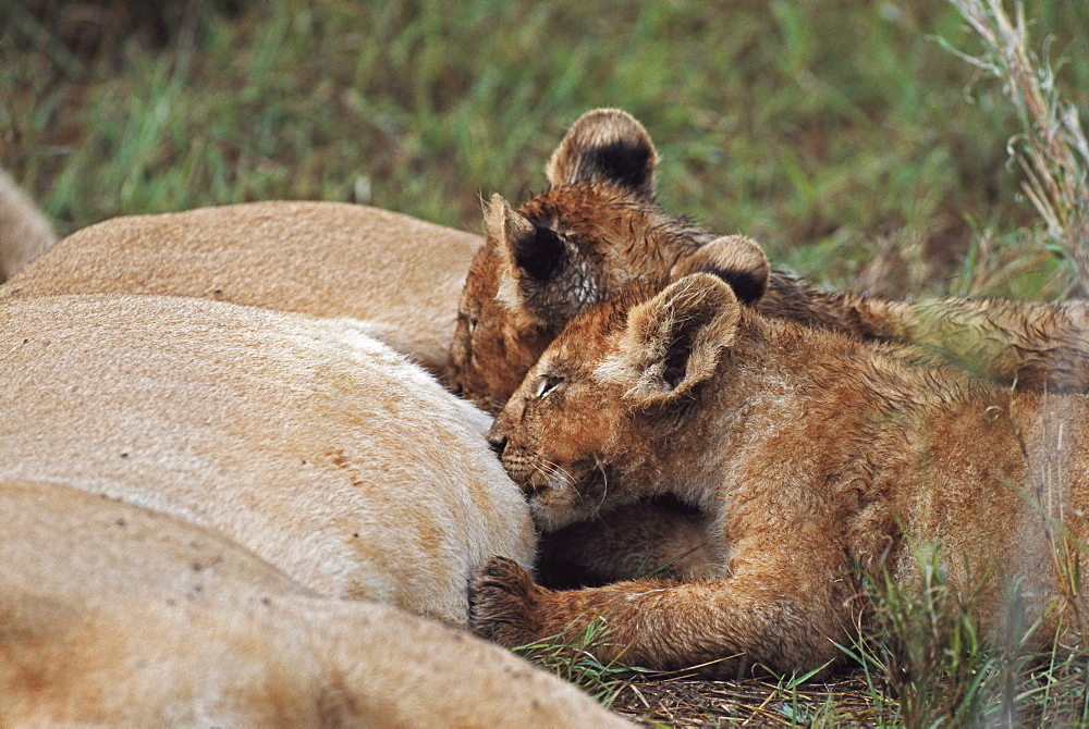 Lion Cubs Nursing, Africa