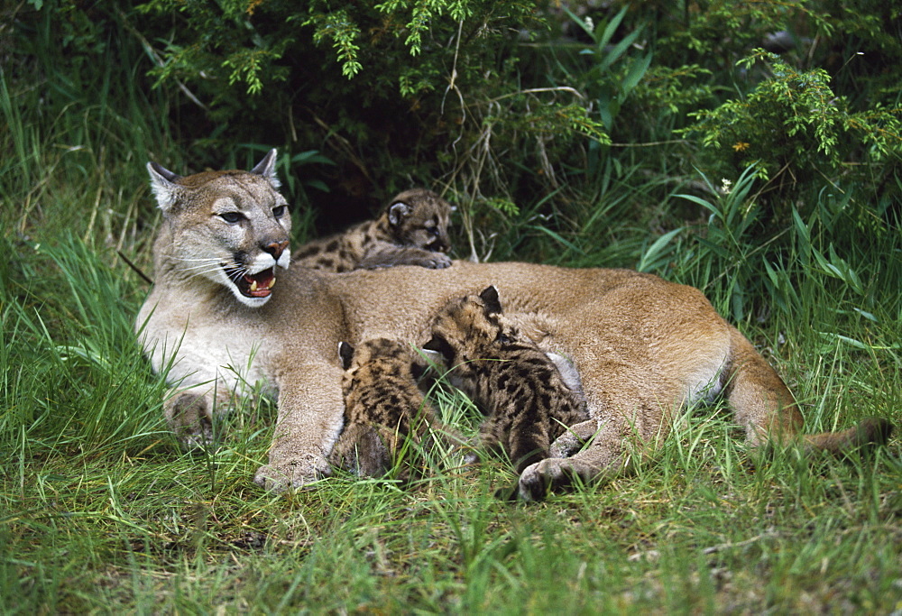 Mountain Lion Nursing Cubs