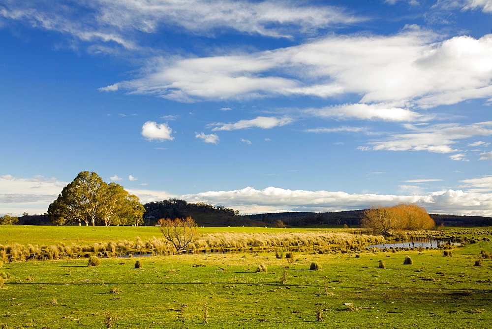 A Grassy Meadow