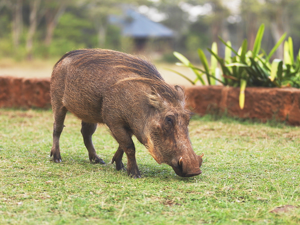 Warthog