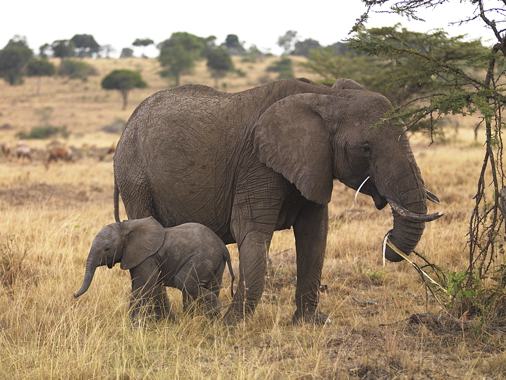 Mother And Baby Elephant