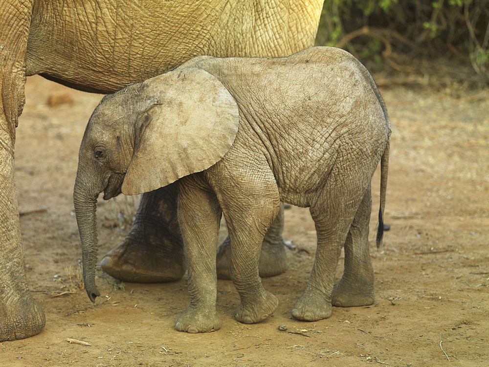 Mother And Baby Elephant