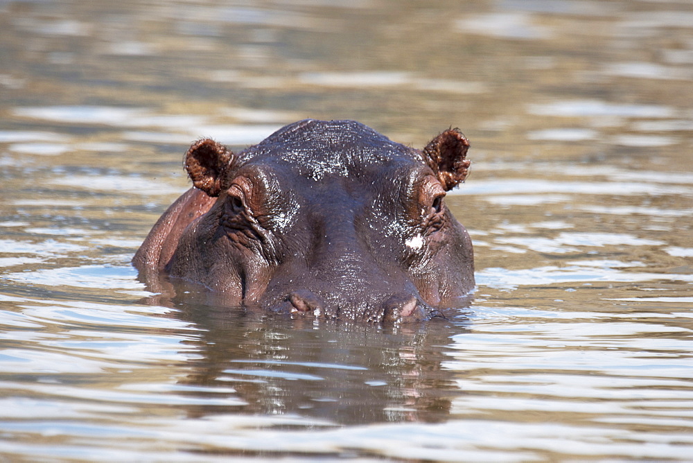 Hippopotamus In The Water