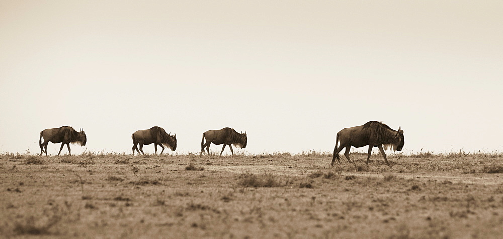 Wildebeest