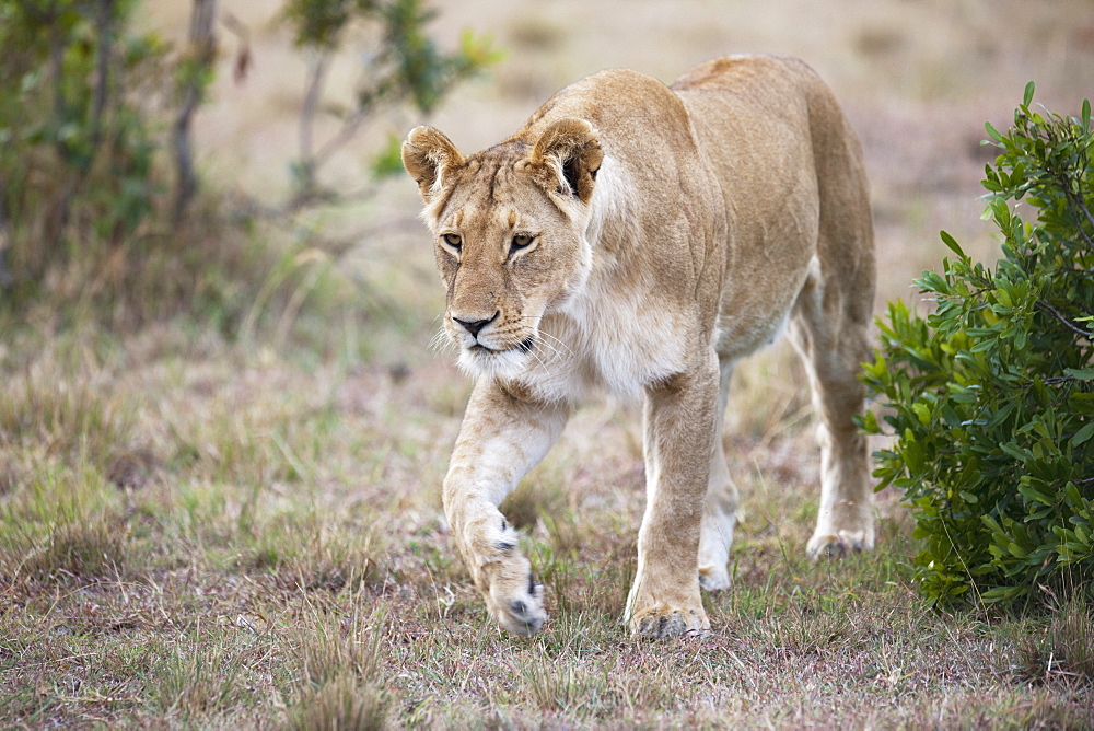 Lioness