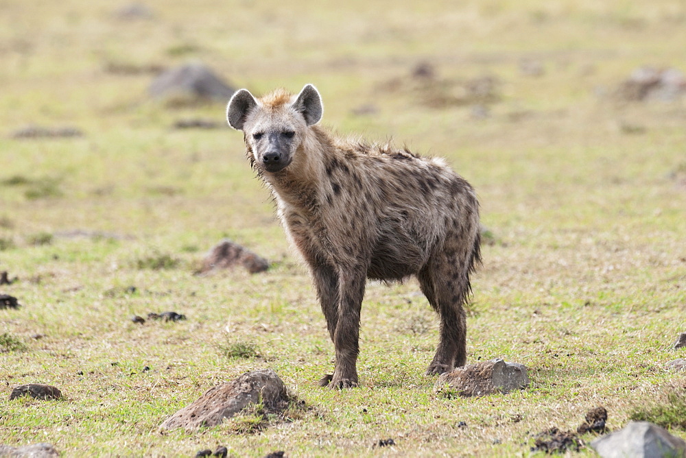 Spotted Hyena